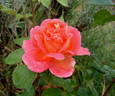 Sultane rose photo