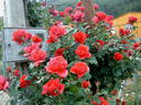 Soraya, Cl. ® rose photo