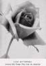 Lady Battersea rose photo