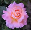 Banco rose photo