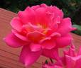 Miss Behavin'™ rose photo