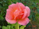 Zambra ® rose photo