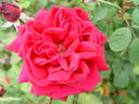 Reine Marguerite d'Italie (Hybrid Tea, Soupert rose photo
