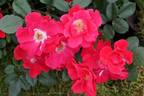 Chewton Rose rose photo