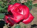 Pinnacle rose photo
