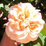 Wedding Cake rose photo