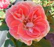 Most Unusual Day rose photo