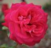Caramba rose photo