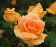 Cannes Festival 83 rose photo