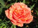 Ambossfunken rose photo