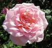 Pink French Lace rose photo