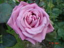 Lugdunum rose photo