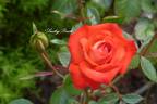 Lucky Duck rose photo