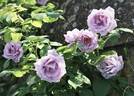 Sissi, Cl. rose photo