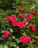 Feuerschein, Cl. rose photo