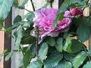 Schön Ingeborg rose photo