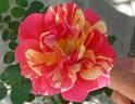 Great Speckled Bird rose photo