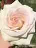 White Linen rose photo