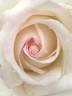 White Linen rose photo