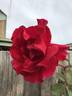 Princeps rose photo