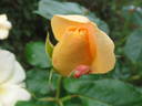 Francis Copple rose photo