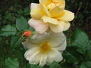 Francis Copple rose photo