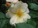 Francis Copple rose photo