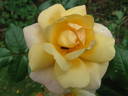 Francis Copple rose photo