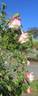Climbing White Maman Cochet rose photo
