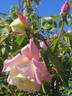 Climbing White Maman Cochet rose photo