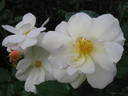 Francis Copple rose photo