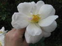 Francis Copple rose photo
