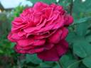 65-16-02 rose photo