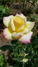 Sue Streeper rose photo