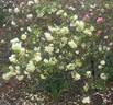 Mrs. Graham Hart rose photo