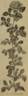 Silver King rose photo