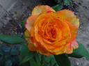 Girandola rose photo