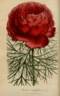 Tenuifolia Rubra Flore Plena peony photo