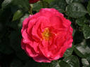 Livin' La Vida rose photo