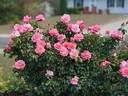 Livin' La Vida rose photo