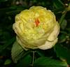 Sunlight Romantica rose photo