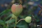 Abrud rose photo