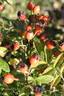 Perennial Blush rose photo