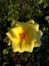 DPG_fs 2_9 rose photo