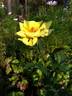 DPG_fs 2_9 rose photo
