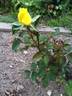 DPG_fs 2_9 rose photo