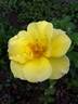 DPG_fs 2_9 rose photo