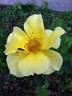 DPG_fs 2_9 rose photo