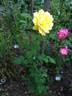 DPG_fs 2_7 rose photo