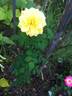 DPG_fs 2_7 rose photo
